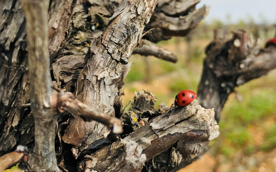 Frühling im Weinberg