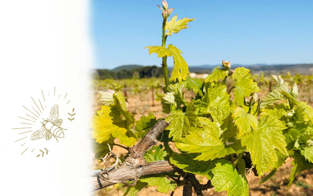 Avril dans nos vignes !