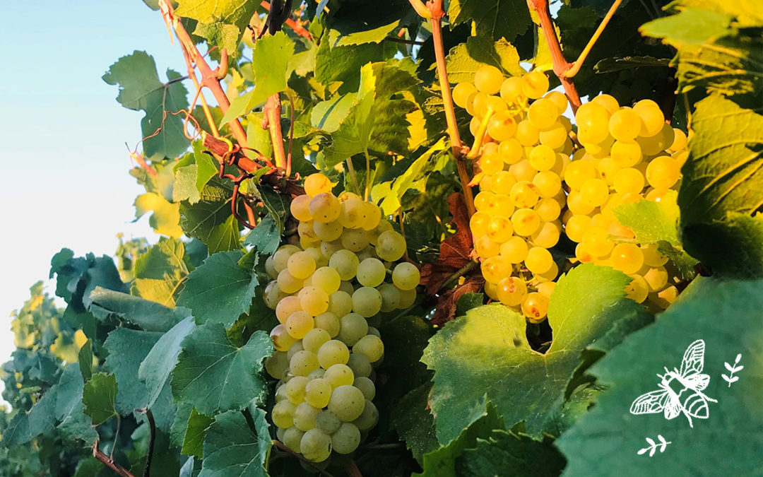 Les vendanges 2021 sont lancées !