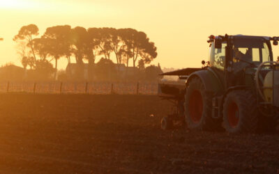 Planting of 12 ha of vines !