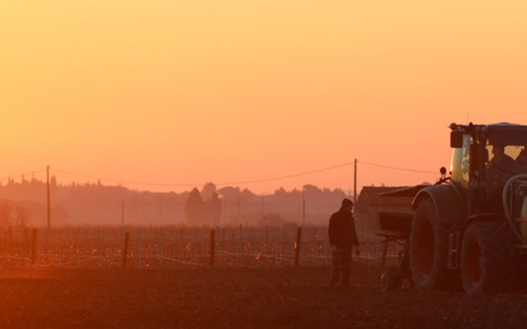 Une nouvelle plantation de 12ha de vignes !